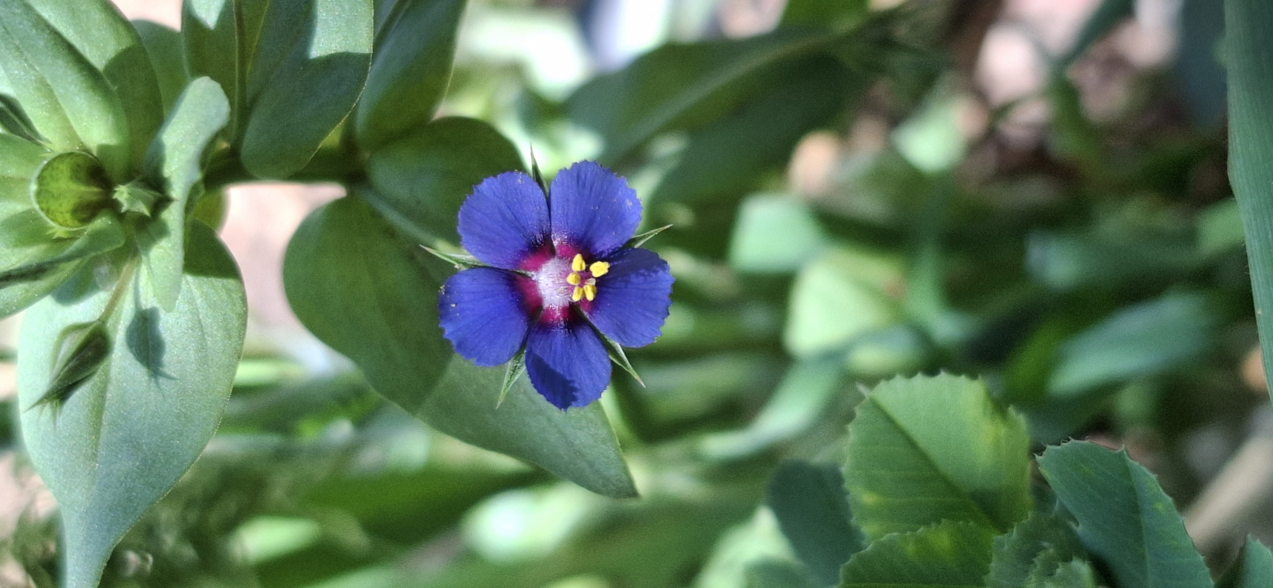 anagallis_arvensis