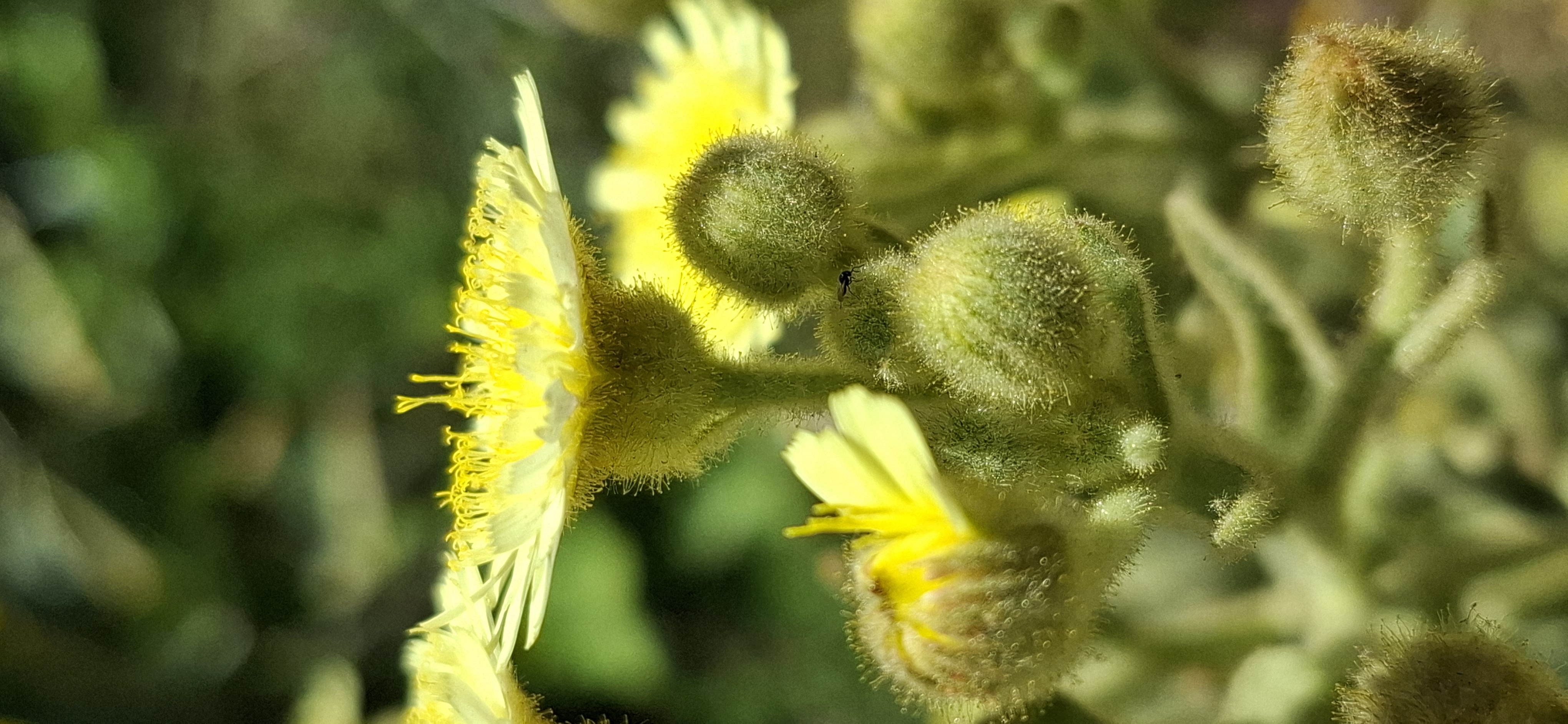 andryala_integrifolia