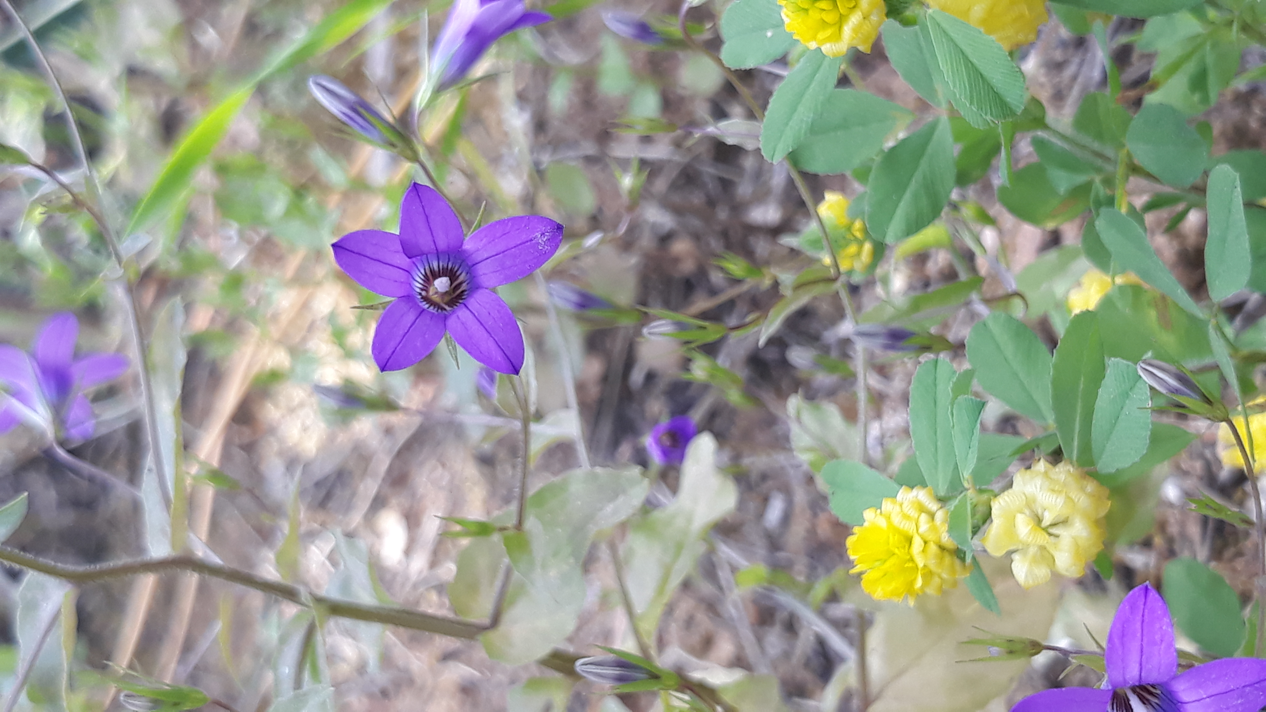campanula_lusitanica