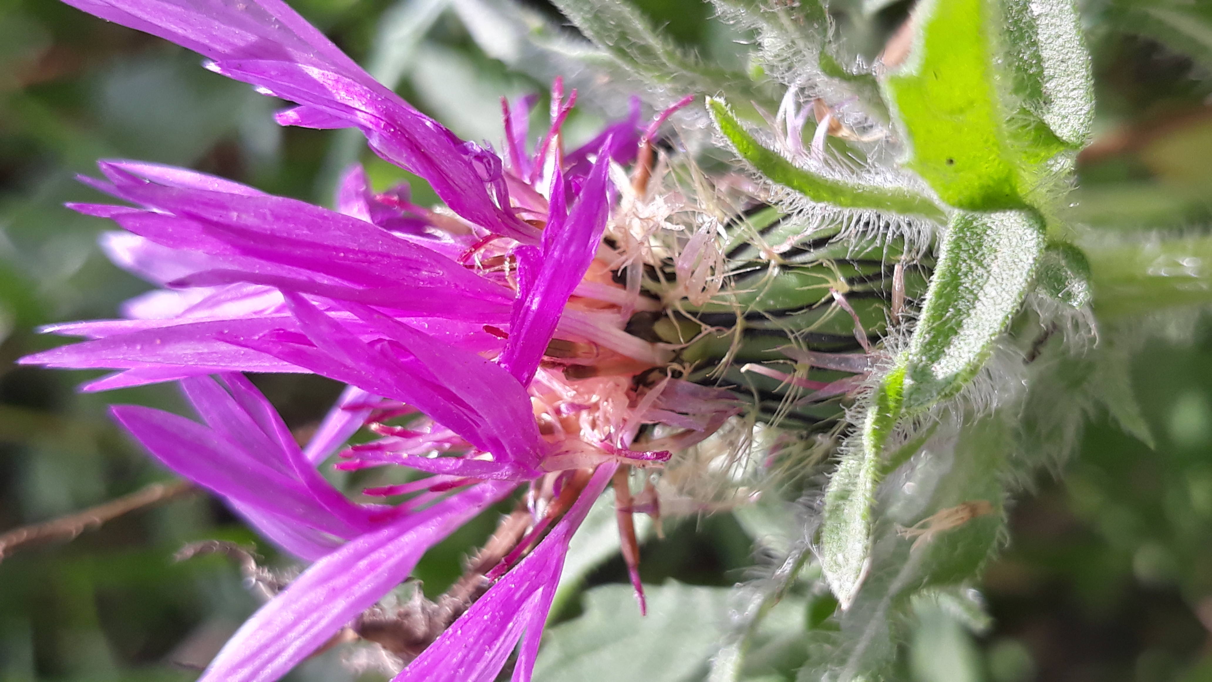 centaurea_species