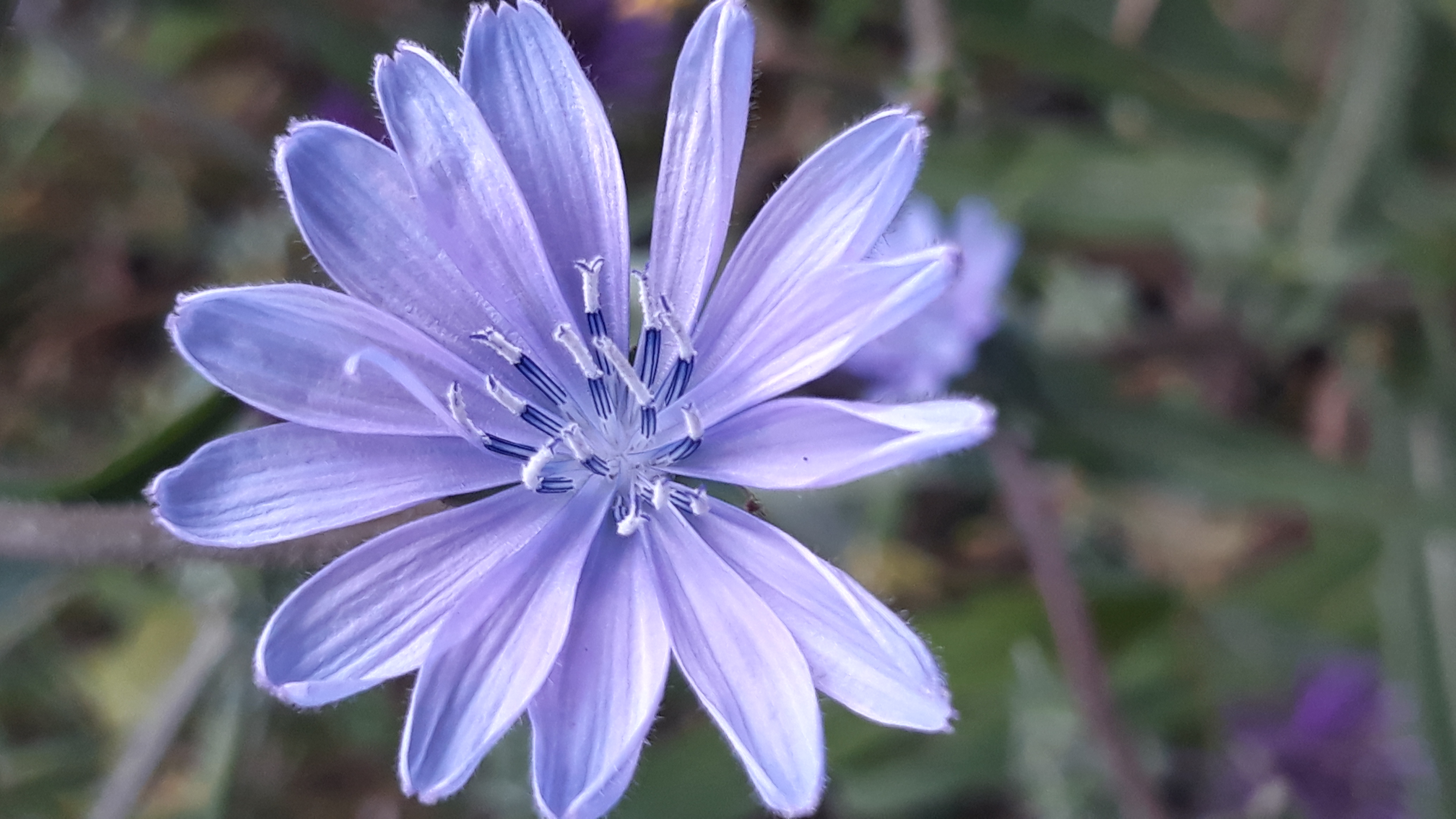 cichorium_intybus