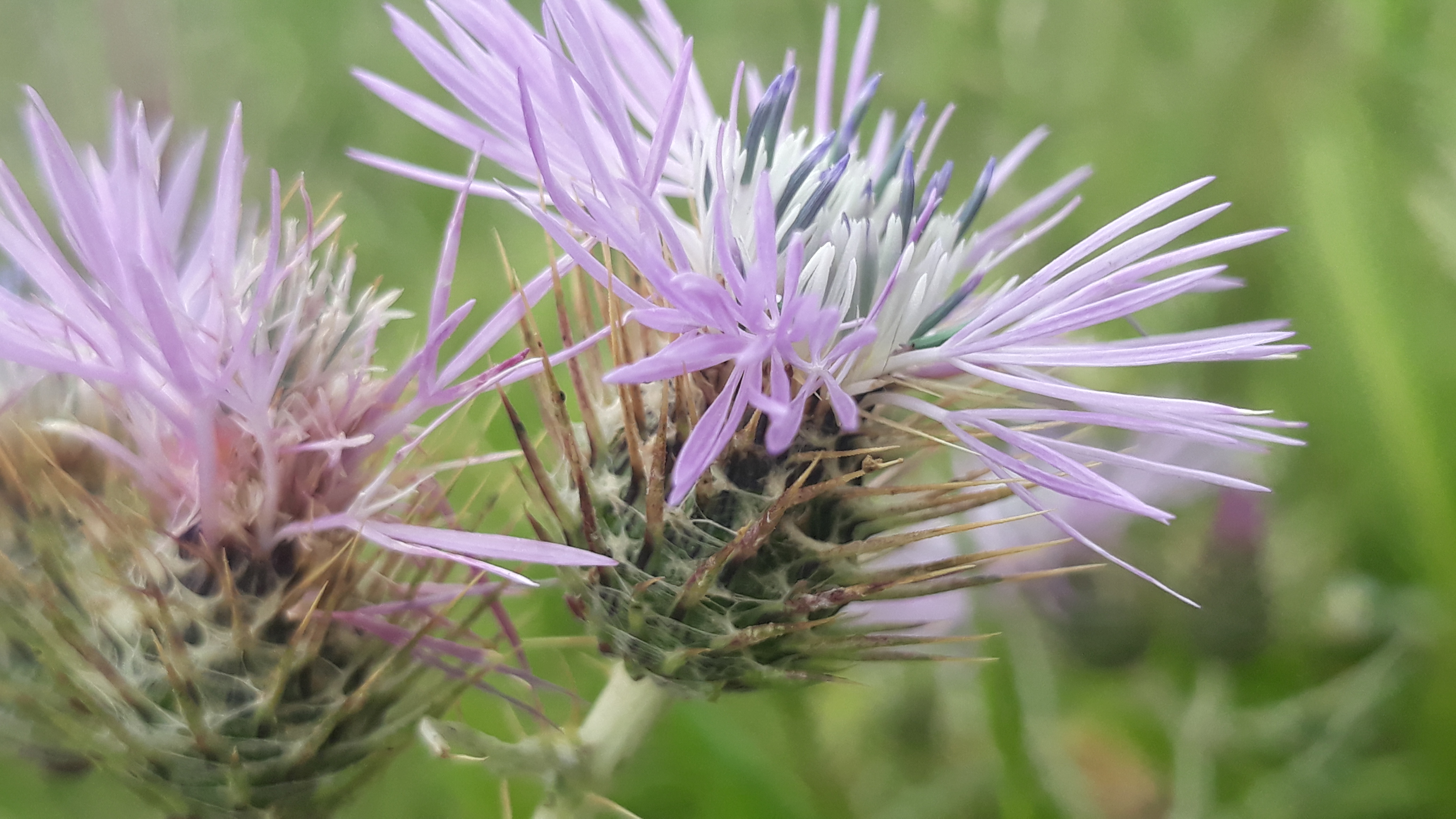 galactites_tomentosus