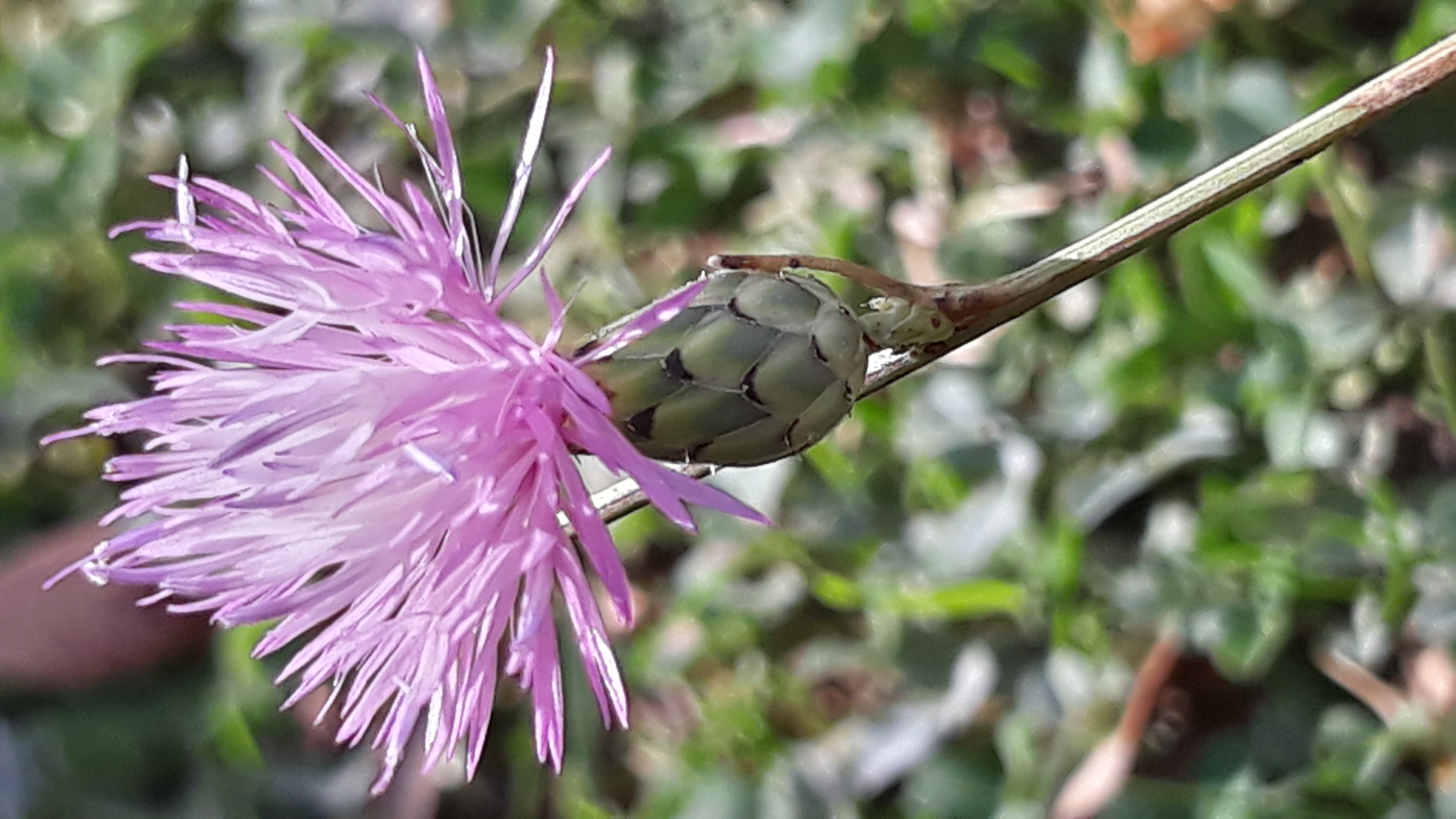 mantisalca_salmantica