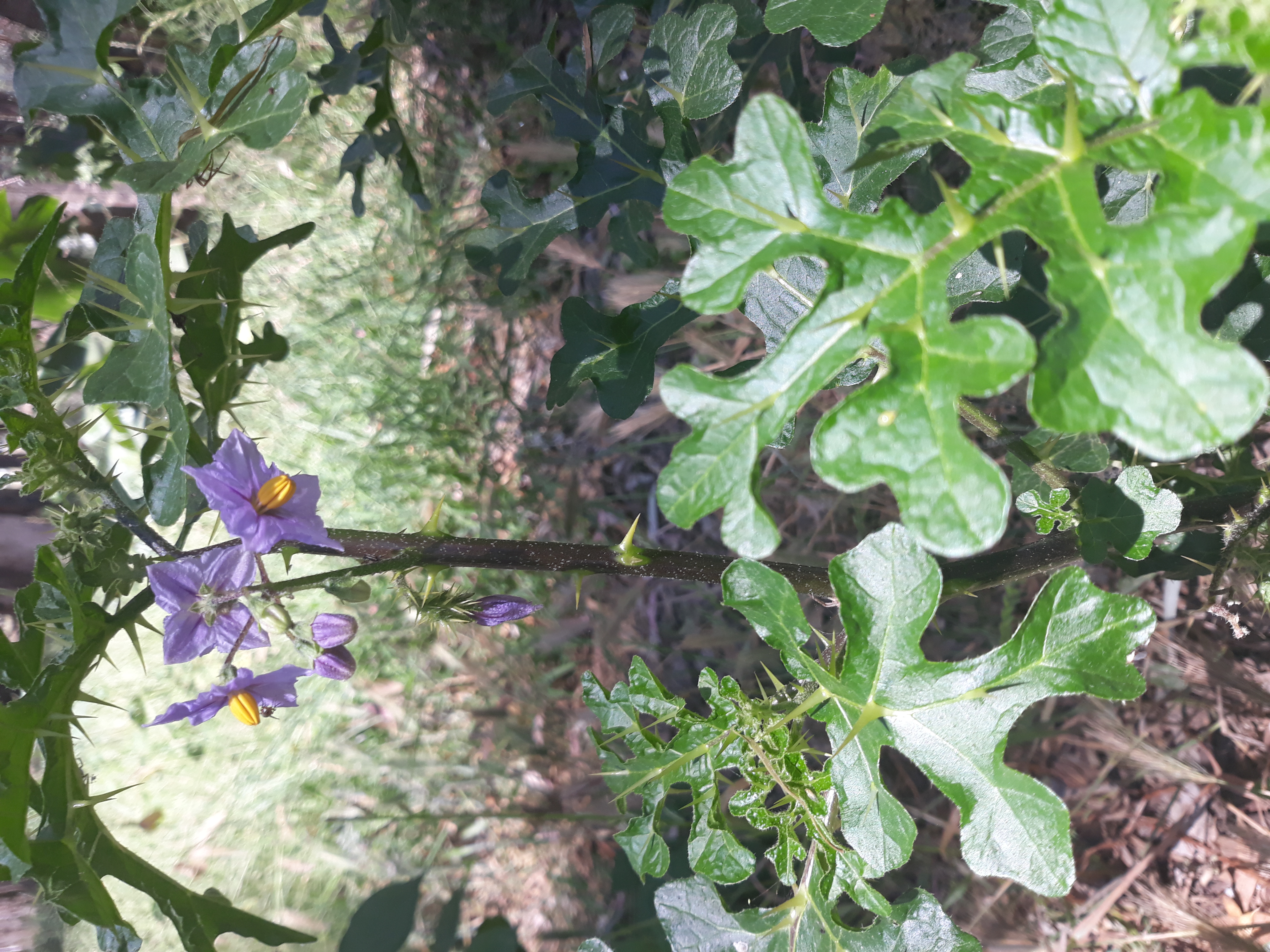 solanum_elaeagnifolium