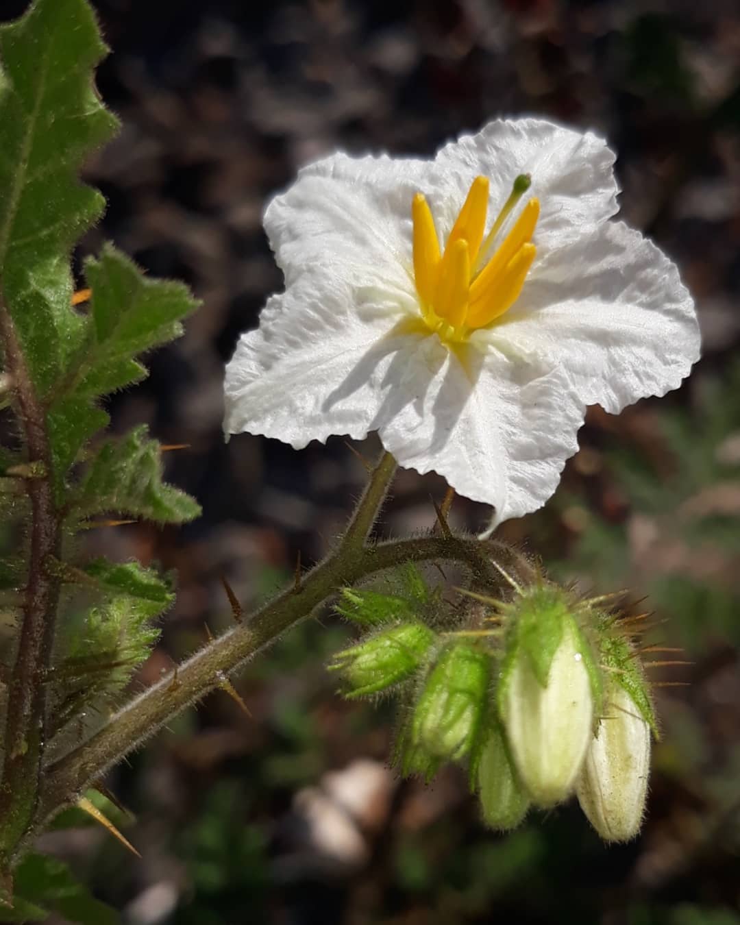 solanum_sisymbriifolium