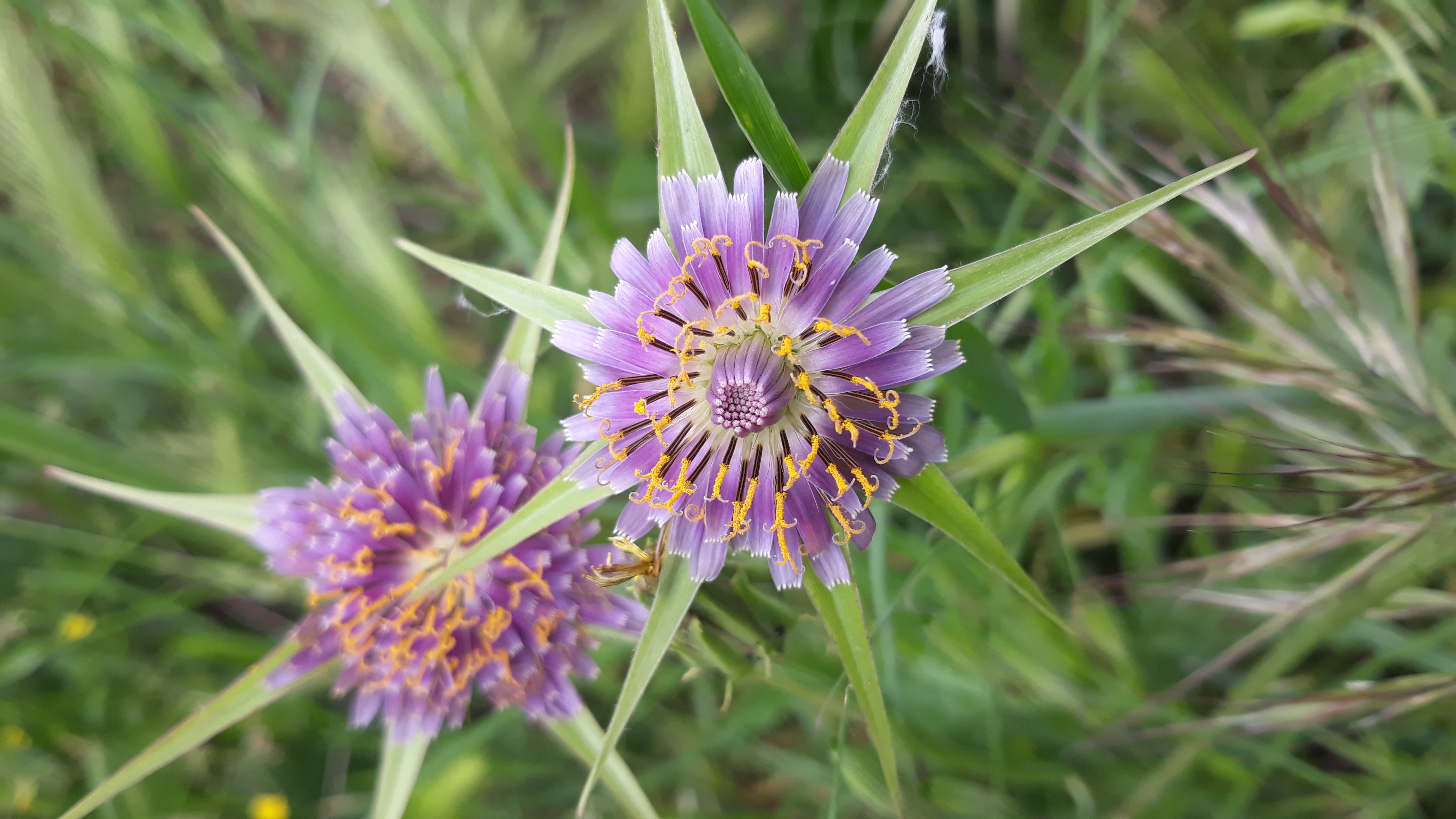 tragopogon_porrifolius